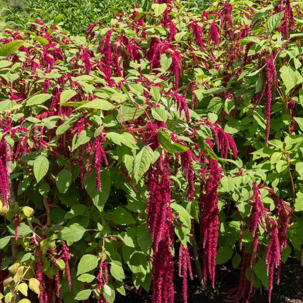 Fleurs - Amarante Queue de Renard - face recto